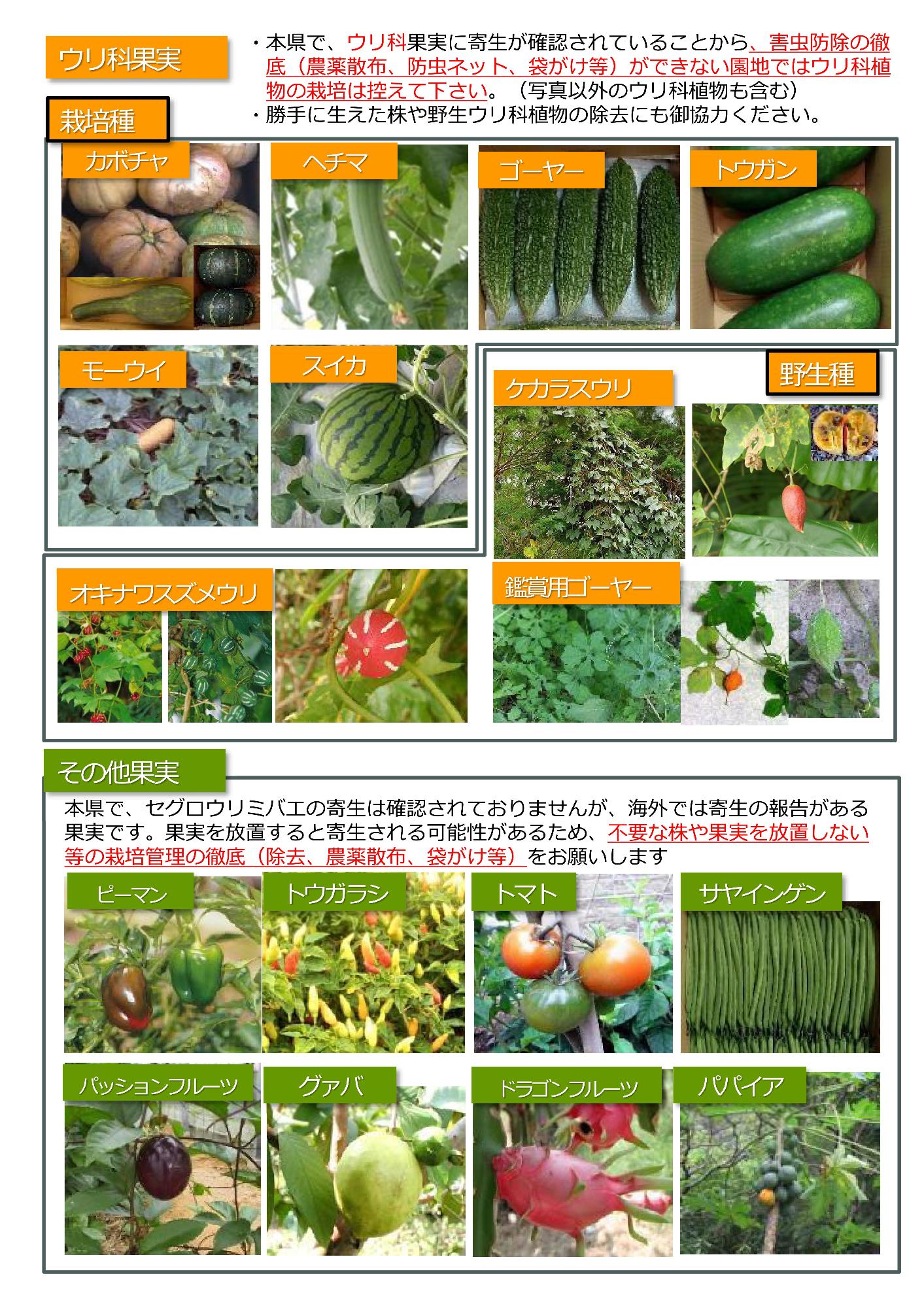 一般 苗販売・家庭菜園)向け周知2