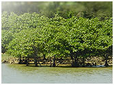川辺の水面から生えて緑の枝葉を伸ばしているマングローブの木々の写真