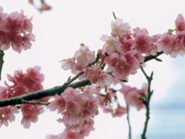 金武町の町花であるさくらが満開に咲いている写真